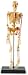 Human Skeleton Anatomy Model