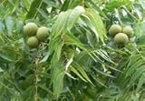 Black Walnut Herbal Tea