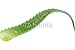 Wallmonkeys Peel and Stick Wall Decals - Aloe - Removable Graphic