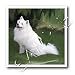 Dogs American Eskimo - American Eskimo - Iron on Heat Transfers