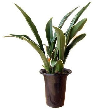 万年青 （おもと）：都の城5.5号鉢植え[新居祝いに！]
