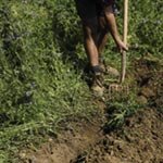 SUTTONS SEEDS: Organic Green Manure Phacelia Balo Seeds (25,000 seeds)