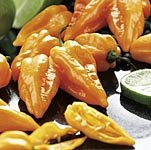 Outdoor Living : Chilli Peach Habanero (1 Pkt - 25 seeds)