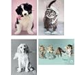 Scripture Greeting Cards-KJV-Boxed-Thank You - "Thankful Paws" by Rachel Hale