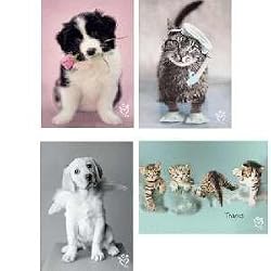 Scripture Greeting Cards-KJV-Boxed-Thank You - "Thankful Paws" by Rachel Hale