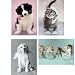 Scripture Greeting Cards-KJV-Boxed-Thank You - "Thankful Paws" by Rachel Hale