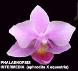 Phalaenopsis Intermedia (xintermediate) 613S