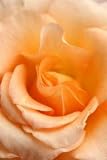 Wholesale Peach Roses, 150 Flowers, 24 Inch Long Stems