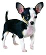 Extra Large Chihuahua Puppy Dog Indoor/Outdoor Magnet