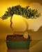 Bonsai Boy's Juniper Bonsai Tree <br><i>(juniper procumbens nana)</i>