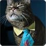 9 to 5 Tie Cat Collar Size Small