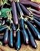 Eggplant Long Purple Oriental 40+ Seeds