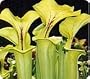 S. Flava