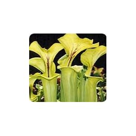 S. Flava