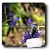 WhiteOak Photography Floral Prints - Bee on purple flower - Mouse Pads