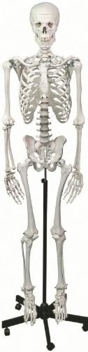 Altay Scientific Basic Human Skeleton Model, 170cm Tall