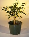 Bonsai Boy's Pre Bonsai Ficus Midnight Bonsai Tree<br><i>(benjamina 'midnight')</i>