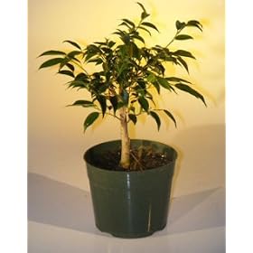Bonsai Boy's Pre Bonsai Ficus Midnight Bonsai Tree(benjamina 'midnight')