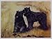 Bouvier des Flandres Pair Notecards