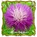 Imperialis Mix 'Sweet Sultan' - Jumbo Wildflower Seed Packet ()