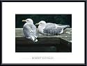 Art Poster Metal Framed Print - Gulls Resting - Artist: Robert Bateman- Poster Size: 18 X 24