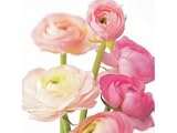 Kitchen & Housewares : Greeting Card Mini - Pink Ranunculus