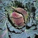 SUTTONS SEEDS: Cabbage (Savoy) January King 3 Seeds (450 seeds)