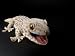 Tokay Gecko at the Sunset Zoo in Manhattan, Kansas Photographic Poster Print by Joel Sartore, 18x24