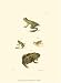 Antique Frogs II Hill 10x13