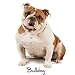 Dog Breed Youth Sweatshirt : Bulldog
