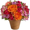 Flowers - Natures Touch