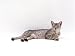 Domestic Cat, Silver Egyptian Mau Female Photographic Poster Print by Jane Burton, 16x12