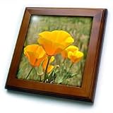31gOLipFurL. SL160  California Orange Poppies Field Flowers Flower Photograph   8x8 Framed Tile Reviews