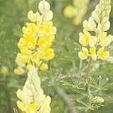 Yellow Lupine (Lupinus densiflorus) - Jumbo Wildflower Seed Packet