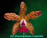 Slc Precious Stones x Cat. leopoldii 1546H