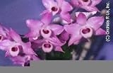 Dendrobium parishii 503S