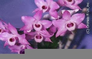Dendrobium parishii 503S