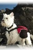 Ruff Wear Approach Pack - Extra-extra Small