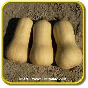 'Waltham Butternut' - Winter Squash Seeds - Jumbo Seed Packet (40)
