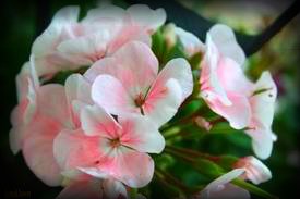 Apple blossom geranium flower seed 50 stratified seeds