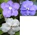 Brunfelsia Calycina - Yesterday Today Tomorrow