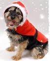 Santa Suit for Dogs - Small