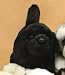 Plush Black Lab Puppy Playing 9