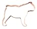 English Bulldog Cookie Cutter – Handcrafted 4.5 x 3.75 Inch Copper Baking Tool, Artisan Kitchen Decor, Gift for English Bulldog Lovers