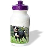 Dogs Appenzeller Mountain Dog - Appenzeller Mountain Dog - Water Bottles