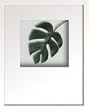 �s���[�t�A�[�g�tHana concept frame Monstera deliciosa�i�����X�e�� �f���V�I�T�j
