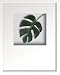 �s���[�t�A�[�g�tHana concept frame Monstera deliciosa�i�����X�e�� �f���V�I�T�j
