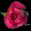 25 Long Stem (24 inch) Hot Pink Fresh Roses. ONLY BY SPRING IN THE AIR.