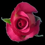 25 Long Stem (24 inch) Hot Pink Fresh Roses. ONLY BY SPRING IN THE AIR.