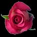 25 Long Stem (24 inch) Valentine's Day Hot Pink Fresh Roses. ONLY BY SPRING IN THE AIR. ORDERS RECEIVED BETWEEN JAN 29TH AND FEB 8 WILL BE DELIVERED ON VALENTINES DAY